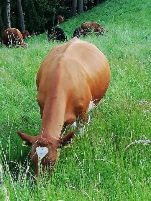 Ferienwohnung Fuer Naturfreunde Rathmannsdorf Dış mekan fotoğraf